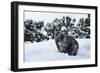 Black Bear (Ursus Americanus), Montana, United States of America, North America-Janette Hil-Framed Photographic Print