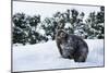 Black Bear (Ursus Americanus), Montana, United States of America, North America-Janette Hil-Mounted Photographic Print