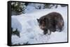 Black Bear (Ursus Americanus), Montana, United States of America, North America-Janette Hil-Framed Stretched Canvas
