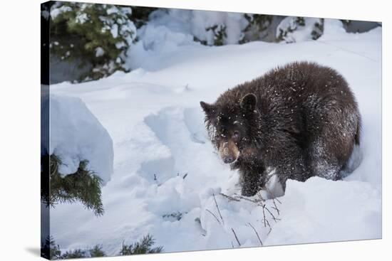 Black Bear (Ursus Americanus), Montana, United States of America, North America-Janette Hil-Stretched Canvas