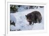 Black Bear (Ursus Americanus), Montana, United States of America, North America-Janette Hil-Framed Photographic Print