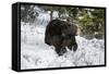 Black Bear (Ursus Americanus), Montana, United States of America, North America-Janette Hil-Framed Stretched Canvas