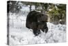 Black Bear (Ursus Americanus), Montana, United States of America, North America-Janette Hil-Stretched Canvas