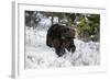 Black Bear (Ursus Americanus), Montana, United States of America, North America-Janette Hil-Framed Photographic Print