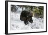 Black Bear (Ursus Americanus), Montana, United States of America, North America-Janette Hil-Framed Photographic Print