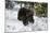Black Bear (Ursus Americanus), Montana, United States of America, North America-Janette Hil-Mounted Photographic Print