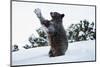 Black Bear (Ursus Americanus), Montana, United States of America, North America-Janette Hil-Mounted Photographic Print