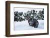 Black Bear (Ursus Americanus), Montana, United States of America, North America-Janette Hil-Framed Photographic Print