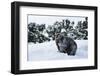 Black Bear (Ursus Americanus), Montana, United States of America, North America-Janette Hil-Framed Photographic Print