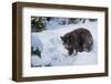 Black Bear (Ursus Americanus), Montana, United States of America, North America-Janette Hil-Framed Photographic Print