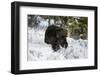 Black Bear (Ursus Americanus), Montana, United States of America, North America-Janette Hil-Framed Photographic Print