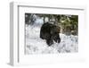 Black Bear (Ursus Americanus), Montana, United States of America, North America-Janette Hil-Framed Photographic Print