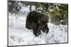 Black Bear (Ursus Americanus), Montana, United States of America, North America-Janette Hil-Mounted Photographic Print
