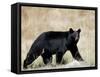 Black Bear (Ursus Americanus), Outside Glacier National Park, Montana-James Hager-Framed Stretched Canvas