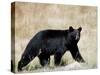 Black Bear (Ursus Americanus), Outside Glacier National Park, Montana-James Hager-Stretched Canvas