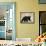 Black Bear (Ursus Americanus), Outside Glacier National Park, Montana-James Hager-Framed Stretched Canvas displayed on a wall