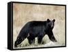 Black Bear (Ursus Americanus), Outside Glacier National Park, Montana-James Hager-Framed Stretched Canvas