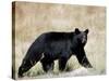 Black Bear (Ursus Americanus), Outside Glacier National Park, Montana-James Hager-Stretched Canvas