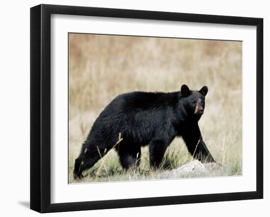 Black Bear (Ursus Americanus), Outside Glacier National Park, Montana-James Hager-Framed Photographic Print