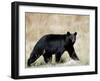 Black Bear (Ursus Americanus), Outside Glacier National Park, Montana-James Hager-Framed Photographic Print