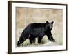 Black Bear (Ursus Americanus), Outside Glacier National Park, Montana-James Hager-Framed Photographic Print