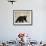 Black Bear (Ursus Americanus), Outside Glacier National Park, Montana-James Hager-Framed Photographic Print displayed on a wall