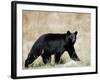 Black Bear (Ursus Americanus), Outside Glacier National Park, Montana-James Hager-Framed Photographic Print
