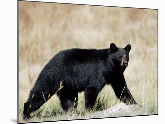 Black Bear (Ursus Americanus), Outside Glacier National Park, Montana-James Hager-Mounted Photographic Print