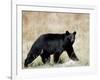 Black Bear (Ursus Americanus), Outside Glacier National Park, Montana-James Hager-Framed Photographic Print