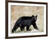 Black Bear (Ursus Americanus), Outside Glacier National Park, Montana-James Hager-Framed Photographic Print