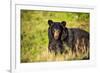 Black bear (Ursus americanus), preparing for hibernation. Maine, USA-Paul Williams-Framed Photographic Print