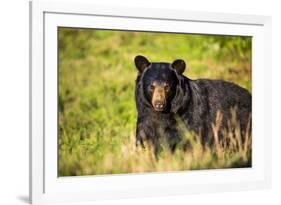 Black bear (Ursus americanus), preparing for hibernation. Maine, USA-Paul Williams-Framed Photographic Print