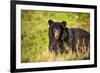 Black bear (Ursus americanus), preparing for hibernation. Maine, USA-Paul Williams-Framed Photographic Print