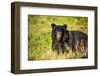 Black bear (Ursus americanus), preparing for hibernation. Maine, USA-Paul Williams-Framed Photographic Print