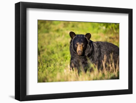 Black bear (Ursus americanus), preparing for hibernation. Maine, USA-Paul Williams-Framed Photographic Print