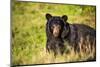Black bear (Ursus americanus), preparing for hibernation. Maine, USA-Paul Williams-Mounted Photographic Print