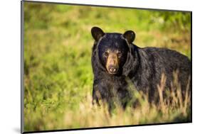 Black bear (Ursus americanus), preparing for hibernation. Maine, USA-Paul Williams-Mounted Photographic Print
