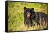 Black bear (Ursus americanus), preparing for hibernation. Maine, USA-Paul Williams-Framed Stretched Canvas