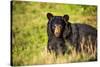 Black bear (Ursus americanus), preparing for hibernation. Maine, USA-Paul Williams-Stretched Canvas