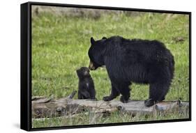 Black Bear (Ursus Americanus) Sow and Cub of the Year-James Hager-Framed Stretched Canvas