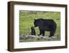 Black Bear (Ursus Americanus) Sow and Cub of the Year-James Hager-Framed Photographic Print