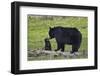 Black Bear (Ursus Americanus) Sow and Cub of the Year-James Hager-Framed Photographic Print
