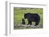 Black Bear (Ursus Americanus) Sow and Cub of the Year-James Hager-Framed Photographic Print