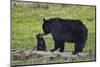 Black Bear (Ursus Americanus) Sow and Cub of the Year-James Hager-Mounted Photographic Print