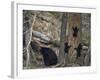 Black Bear (Ursus Americanus) Sow and Three Cubs of the Year-James Hager-Framed Photographic Print