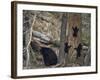 Black Bear (Ursus Americanus) Sow and Three Cubs of the Year-James Hager-Framed Photographic Print