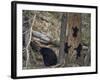 Black Bear (Ursus Americanus) Sow and Three Cubs of the Year-James Hager-Framed Photographic Print