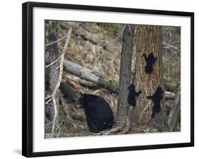 Black Bear (Ursus Americanus) Sow and Three Cubs of the Year-James Hager-Framed Photographic Print