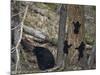 Black Bear (Ursus Americanus) Sow and Three Cubs of the Year-James Hager-Mounted Photographic Print