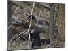 Black Bear (Ursus Americanus) Sow and Three Cubs of the Year-James Hager-Mounted Photographic Print